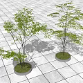 Two Trees in Circular Planters on Grid Patterned Ground With Lush Green Leaves 3d model