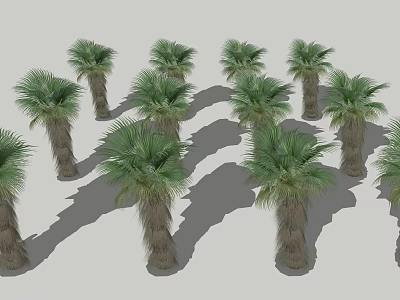 Tall Green Palm Trees Standing With Sunlit Shadows In Natural Landscape 3d model