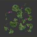 Green Trailing Vine Plant with Large Leaves and Purple Flowers Growing on Dark Background