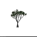 Arbor with Lush Green Palm Like Leaves and Strong Trunk Structure