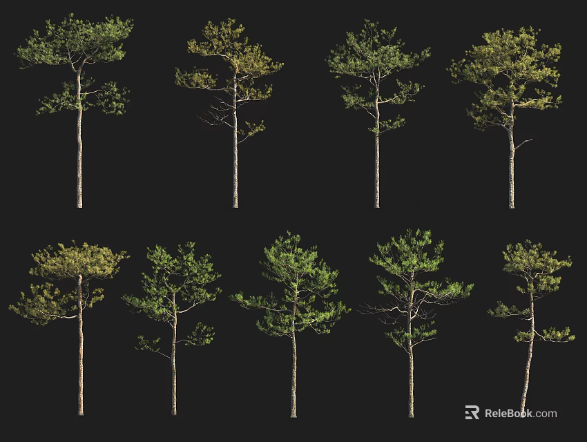 Different Types of Arbor Trees with Various Foliage Shapes and Sizes 3d model 