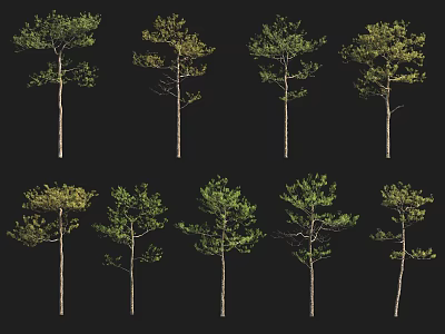 Different Types of Arbor Trees with Various Foliage Shapes and Sizes 3d model