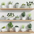 Indoor Green Potted Plants Display with Various Pots on Wooden Shelves