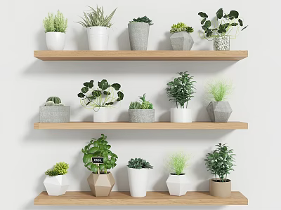 Indoor Green Potted Plants Display with Various Pots on Wooden Shelves 3d model