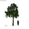 Tall Arbor With Green Leaves Yellow Fruits Near Person Under Sunset Sky Water Reflection