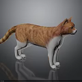 Orange striped and white cat standing on reflective black surface with gray background