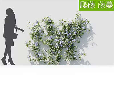 Climbing Vines With Purple Flowers Growing On White Wall And Decorative Silhouette 3d model