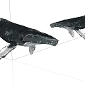 Two Black Whale Models Against White Background With Detailed Texture 3d model