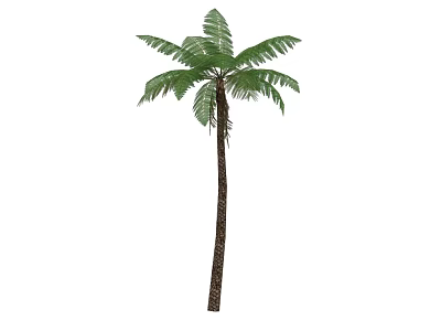 Lush Green Palm Tree With Tall Brown Trunk And Natural Fronds 3d model
