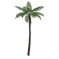 Lush Green Palm Tree With Tall Brown Trunk And Natural Fronds