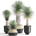 Bonsai Potted Plants With Long Leaves In Various Sizes And Stylish Planters
