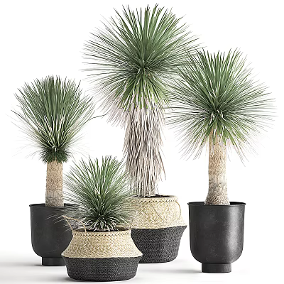 Bonsai Potted Plants With Long Leaves In Various Sizes And Stylish Planters 3d model
