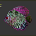 Discus Fish with Turquoise Stripes and Red Eyes on Gray Background with Reflection 3d model
