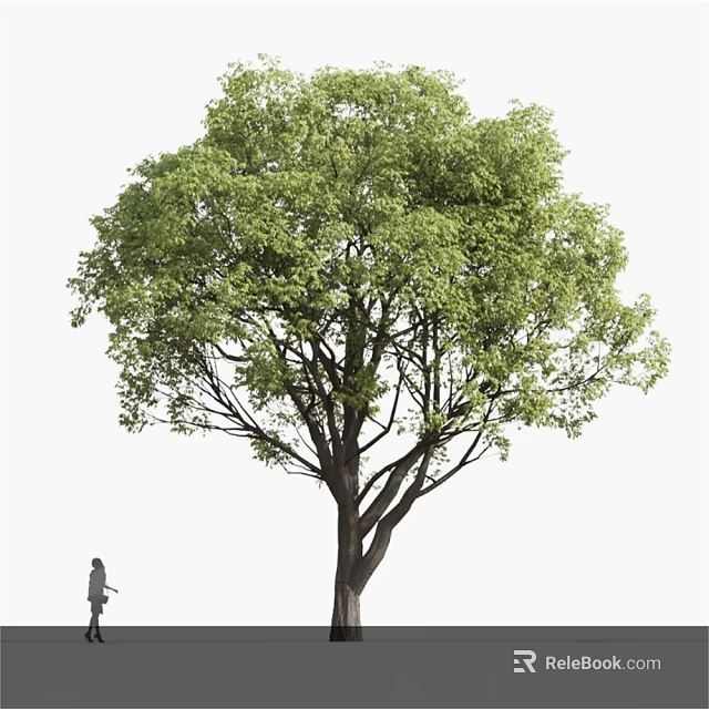 Tall Arbor With Lush Green Leaves And Strong Trunk In Outdoor Area Near Walking Person 3d model 