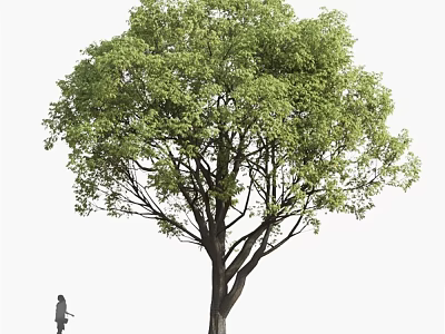 Tall Arbor With Lush Green Leaves And Strong Trunk In Outdoor Area Near Walking Person 3d model