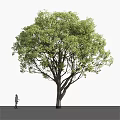 Tall Arbor With Lush Green Leaves And Strong Trunk In Outdoor Area Near Walking Person