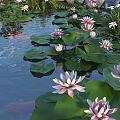Beautiful Pink Water Lilies and Green Lotus Leaves Floating on Pond Surface with Reflections