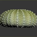 Fresh Edible Sea Urchin With Greenish Yellow Spiny Exterior Surface