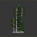 Various Green Trees With White Trunks And Different Heights Display Model Featuring Small White Elements 3d model