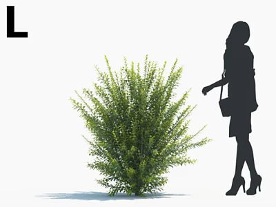 Lush Green Shrub Growing Next To Woman Silhouette In White Background 3d model