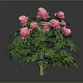Vibrant Pink Flowering Plant With Blooming Blooms And Lush Green Leaves