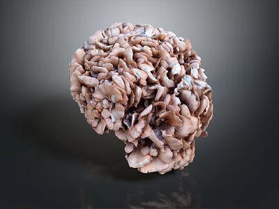 Unique Brain Shaped Brown Vegetable With Wrinkled Texture And Layered Structure On Dark Background 3d model