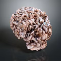 Unique Brain Shaped Brown Vegetable With Wrinkled Texture And Layered Structure On Dark Background