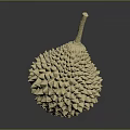Fresh Durian Fruit With Spiky Yellow Skin And Long Stem