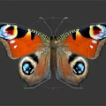 Vibrant Colorful Orange Butterfly With Blue Red Eye Spots On Beautiful Open Wings