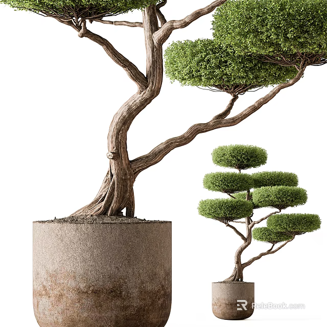 Bonsai Trees With Curved Trunk Exposed Roots in Concrete Pot and Layered Pruned Compact Canopy 3d model 