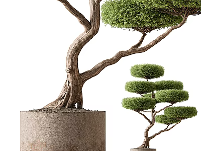 Bonsai Trees With Curved Trunk Exposed Roots in Concrete Pot and Layered Pruned Compact Canopy 3d model