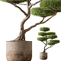 Bonsai Trees With Curved Trunk Exposed Roots in Concrete Pot and Layered Pruned Compact Canopy