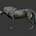 3D Wolf Model Standing Pose With Realistic Fur Texture On Dark Background 3d model