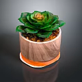 Green Leaf Succulent Plant in Wooden Pot with Orange Rim and Small Pebbles