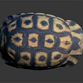 Turtle With Vibrant Blue And Yellow Hexagonal Patterned Shell On Black Background