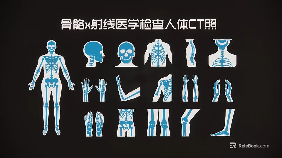 Human Body Skeleton X Ray Medical Examination CT Image Wall Hanging 3d model 