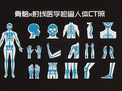 Human Body Skeleton X Ray Medical Examination CT Image Wall Hanging 3d model