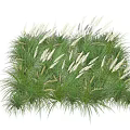 Lush Green Garden Grasses Featuring White Feathery Plumes And Long Leaves