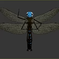Detailed 3D Dragonfly Model With Blue Head Brown Body And Net Like Wings