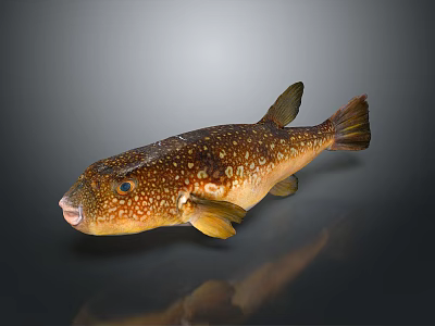 Brown Puffer Fish With White Spots Yellow Fins And Reflection On Dark Background 3d model