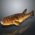 Brown Puffer Fish With White Spots Yellow Fins And Reflection On Dark Background