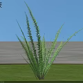 Lush Nephrolepis Fern With Green Fronds Growing On Grassland Against Blue Sky