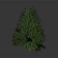 Lush Green Pine Tree Standing Alone In Natural Outdoor Environment With Dark Background 3d model