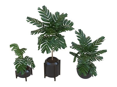 Three Monstera Plants In Various Sizes With Black Pots And Stands 3d model