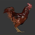 Red Brown Feathered Rooster Standing Elegantly With Bright Red Comb And Tail 3d model
