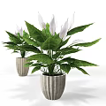 Indoor Potted Plants With Large Green Leaves And White Flowers In Silver Planters