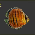 Vibrant Colored Discus Fish with Orange Black Stripes and Green Fins on Dark Background