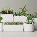 Stylish Plant Combination In White Planters With Various Shapes And Green Foliage Plants