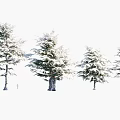 Tall Snow Covered Trees in Beautiful Winter Natural Outdoor Landscape View