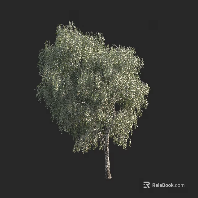 Tall Arbor Tree With Lush Green Leaves And White Bark On Black 3d model 
